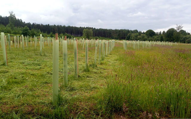 new trees growing in a field