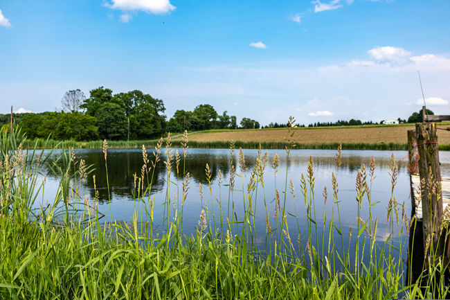 A large pond on a summer's day in the countryside